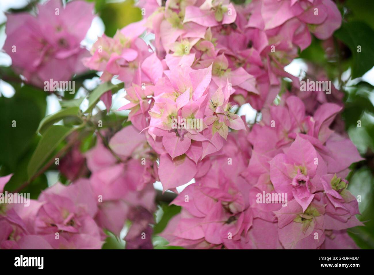 Bougainvillea "Hugh Evans" (Bougainvillea glabra) cultivar con bratti rosa persiani : (pix Sanjiv Shukla) Foto Stock
