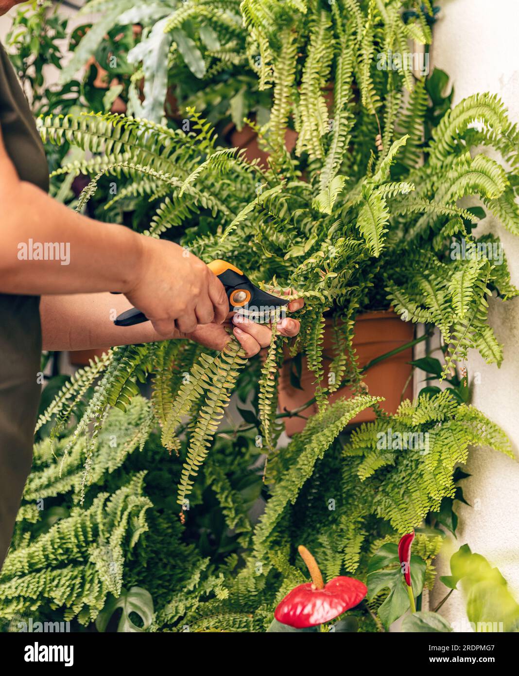 Prendersi cura del concetto di giardino domestico. Cura delle piante domestiche Foto Stock