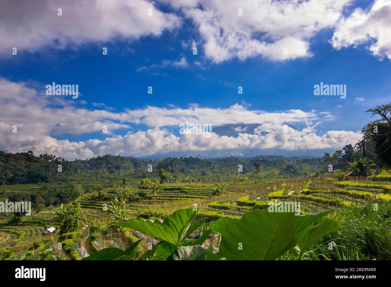 Terrazze di risaie, in Indonesia a Bali Foto Stock