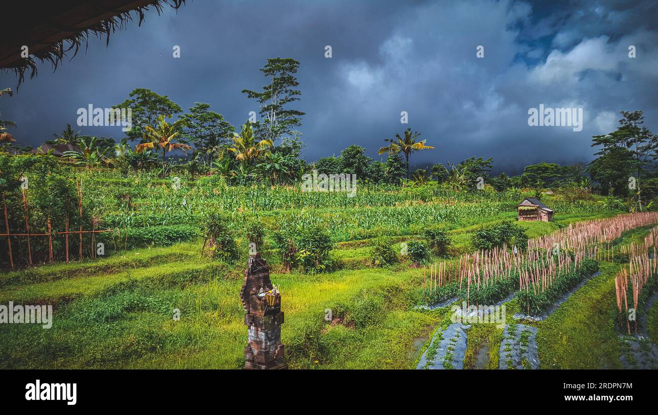 Terrazze di risaie, in Indonesia a Bali Foto Stock