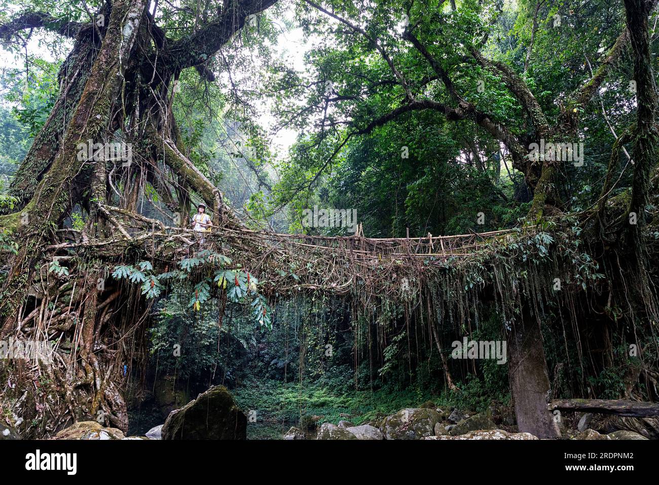 Ragazzo adolescente caucasico in piedi su un ponte di radice vivente a doppia corsia fatto dalla tribù khasi vicino al villaggio di Padu, nel nord-est dell'India, Meghalaya Foto Stock