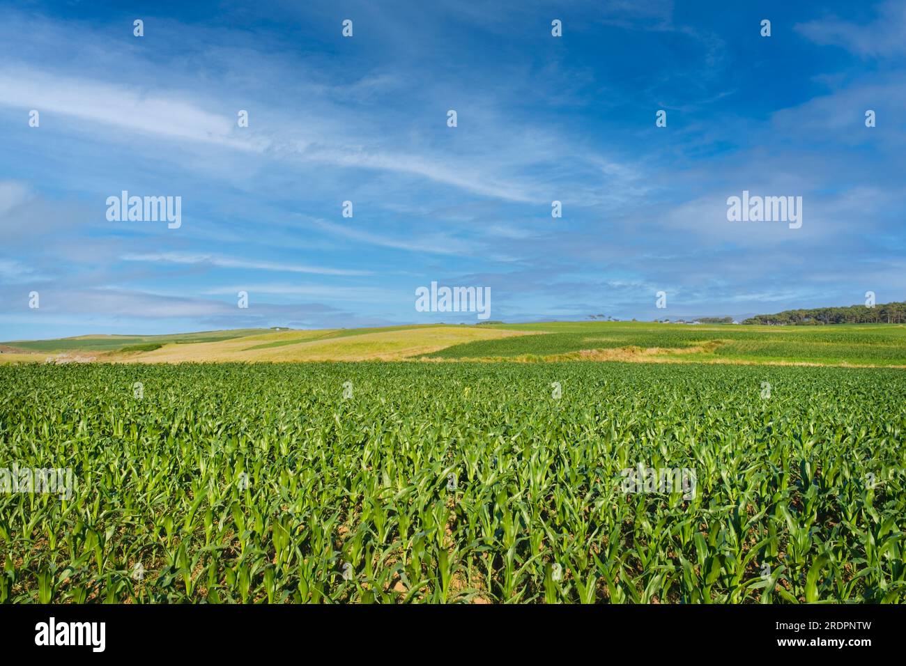 Primo piano di un campo di mais con un orizzonte sullo sfondo e cielo blu con nuvole di luce. Foto Stock