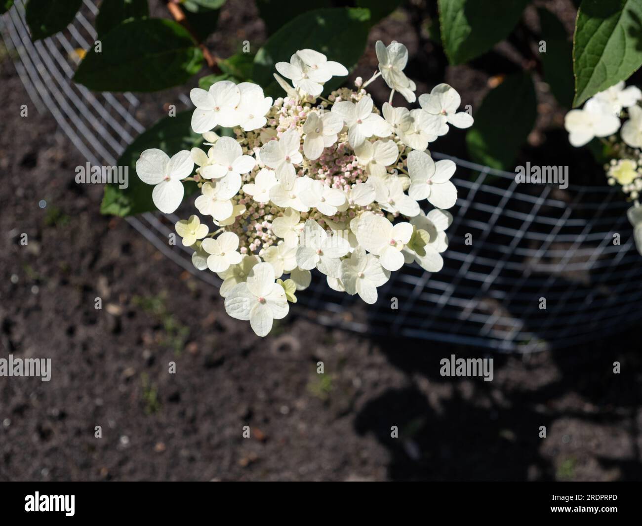 Hydrangea paniculata 'Wim's Red Foto Stock