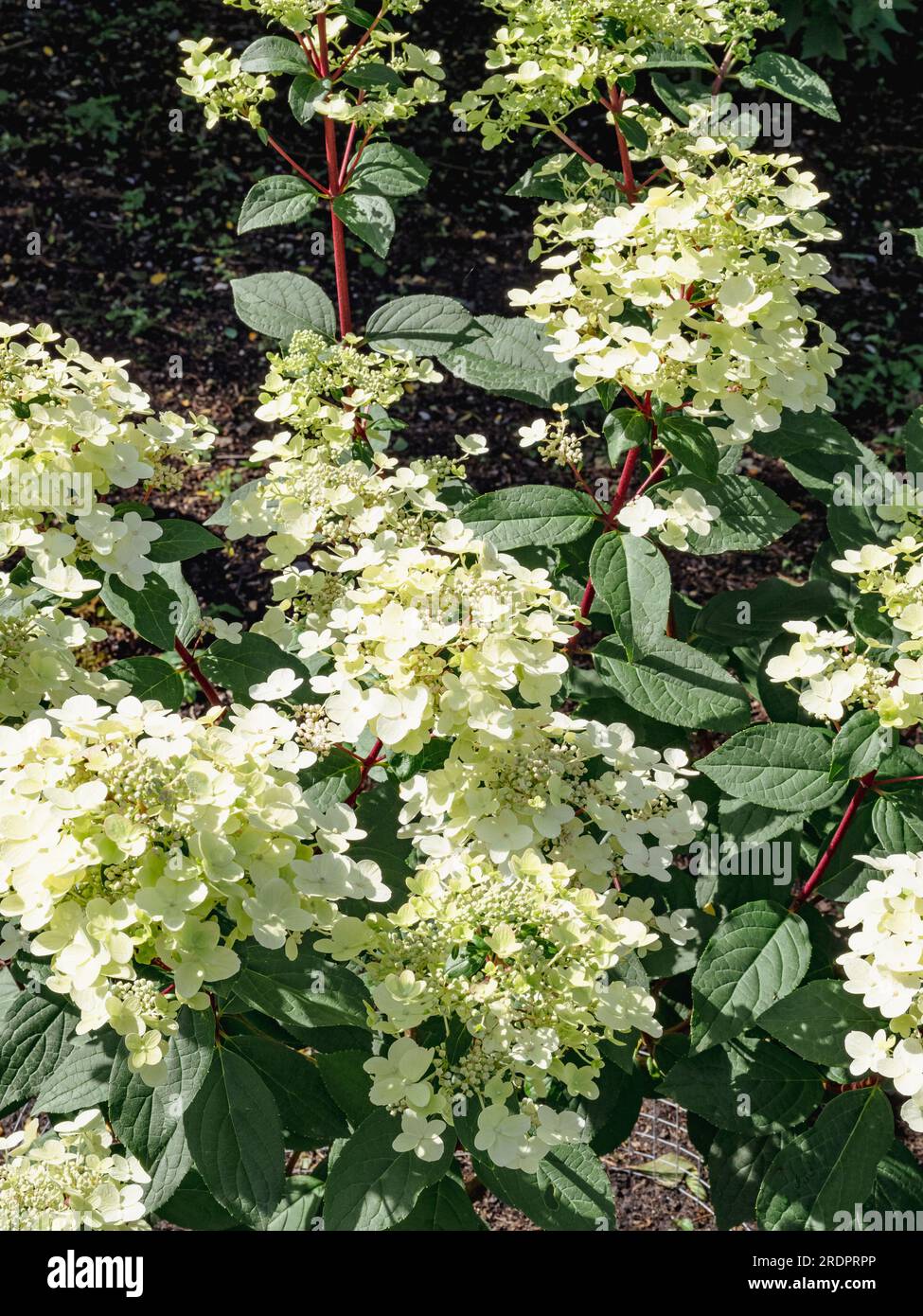 Hydrangea paniculata 'Wim's Red Foto Stock