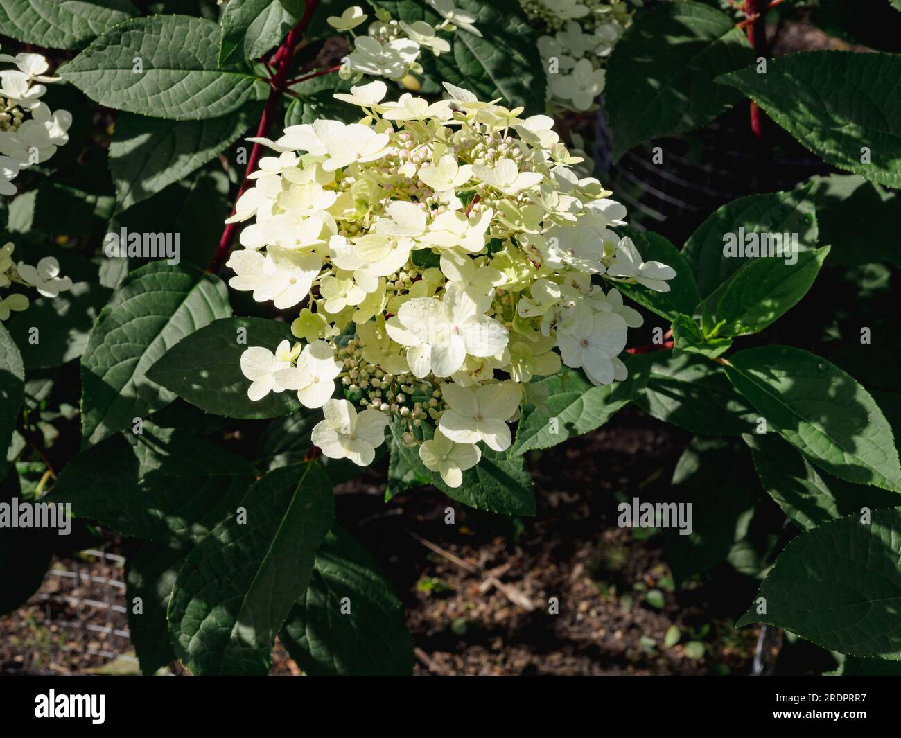 Hydrangea paniculata 'Wim's Red Foto Stock