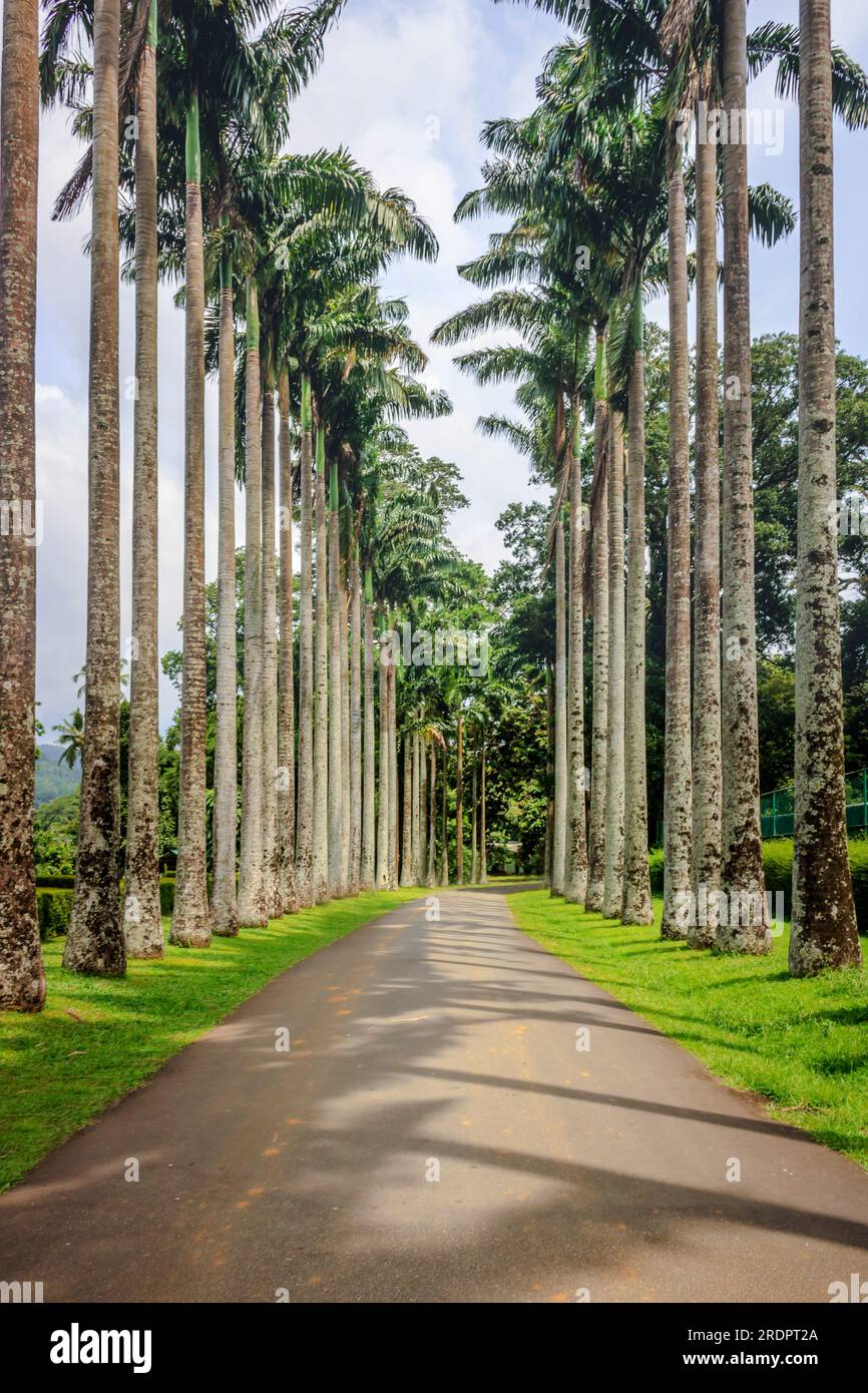 Palm Tree avenue, palme su un sentiero in Sri Lanka nel giardino botanico Foto Stock