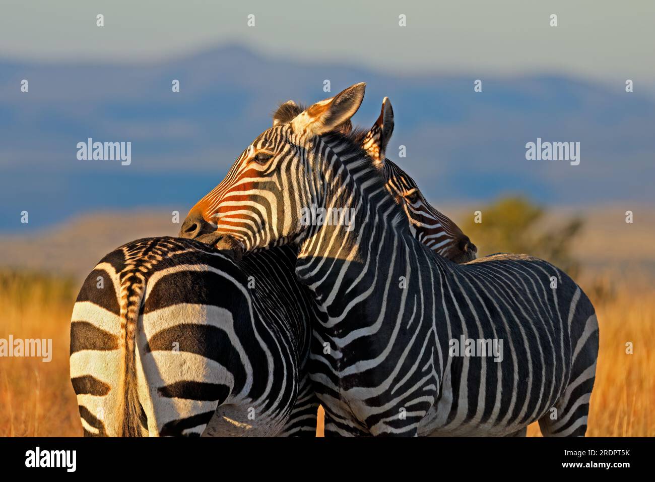 Primo piano delle zebre di montagna del Capo (Equus zebra) al tramonto, Mountain Zebra National Park, Sudafrica Foto Stock
