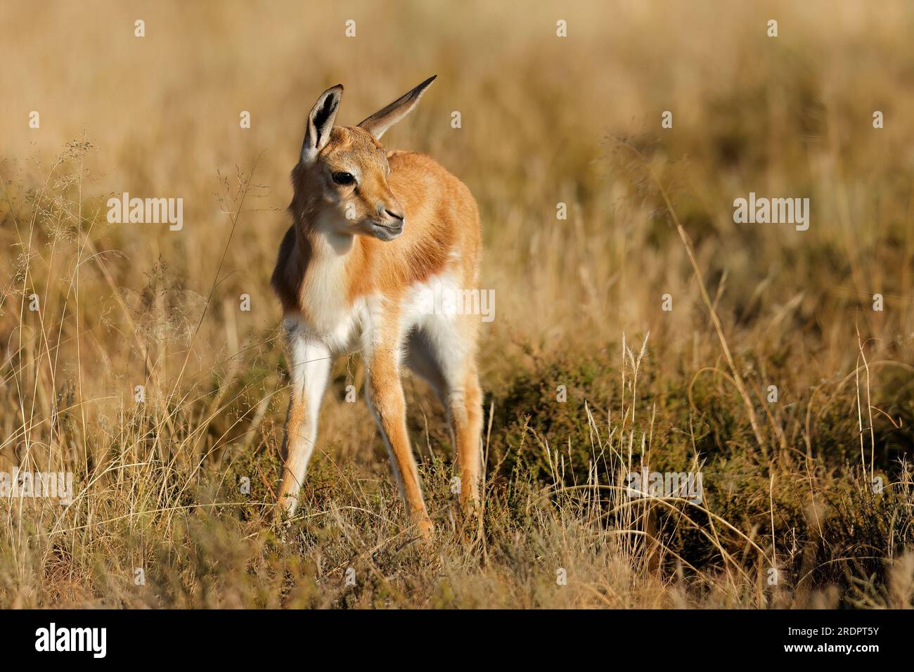 Un giovane antilope springbok (Antidorcas marsupialis) agnello in habitat naturale, Sudafrica Foto Stock