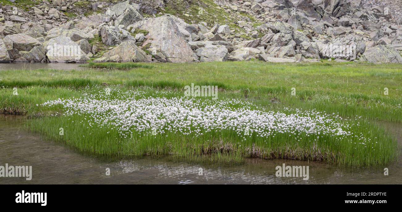 Erba con fiori bianchi Foto Stock