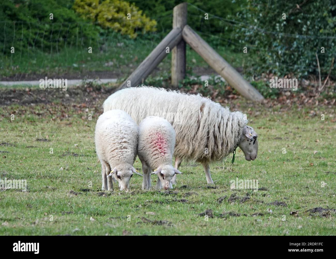 Gli agnelli gemellati si aggrappano in modo sincrono. La loro madre sta dietro di loro. La razza è Landrace di Bentheim. Foto Stock