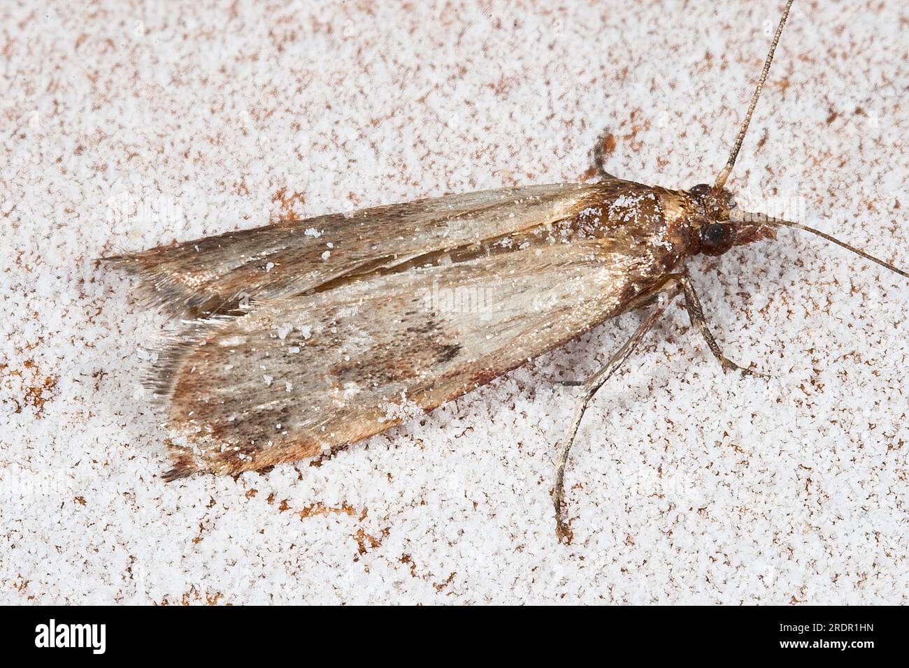 Farina Moth, Pantry Moth seduta sul muro (Ephestia kuehniella) Foto Stock