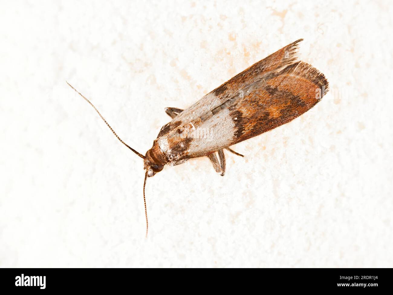 Farina Moth, Pantry Moth seduta sul muro (Ephestia kuehniella) Foto Stock