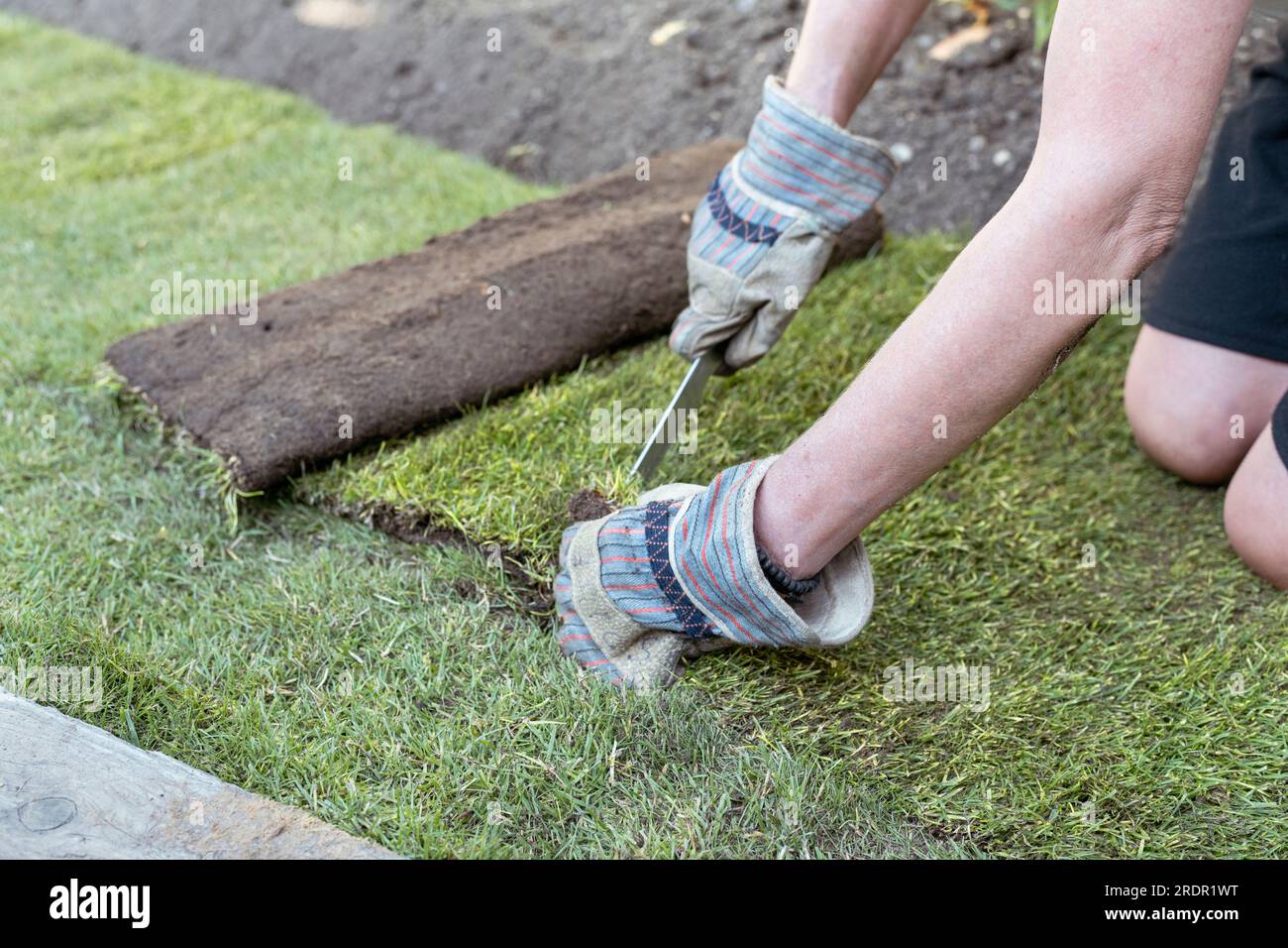 Una donna lavora in un piccolo giardino, posando rotoli di erba nuova su terreno preparato Foto Stock
