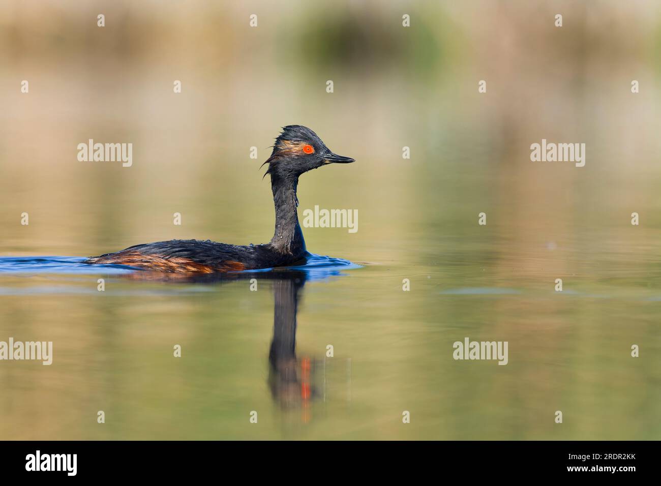 Podiceps nigricollis, nigricollis, nuoto per adulti, Toledo, Spagna, luglio Foto Stock