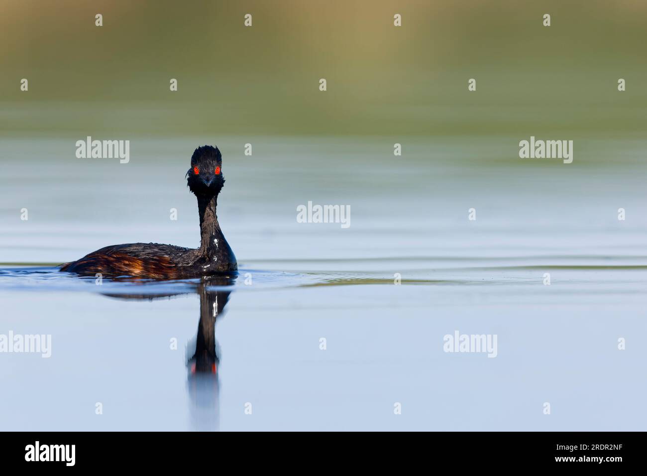 Podiceps nigricollis, nigricollis, nuoto per adulti, Toledo, Spagna, luglio Foto Stock