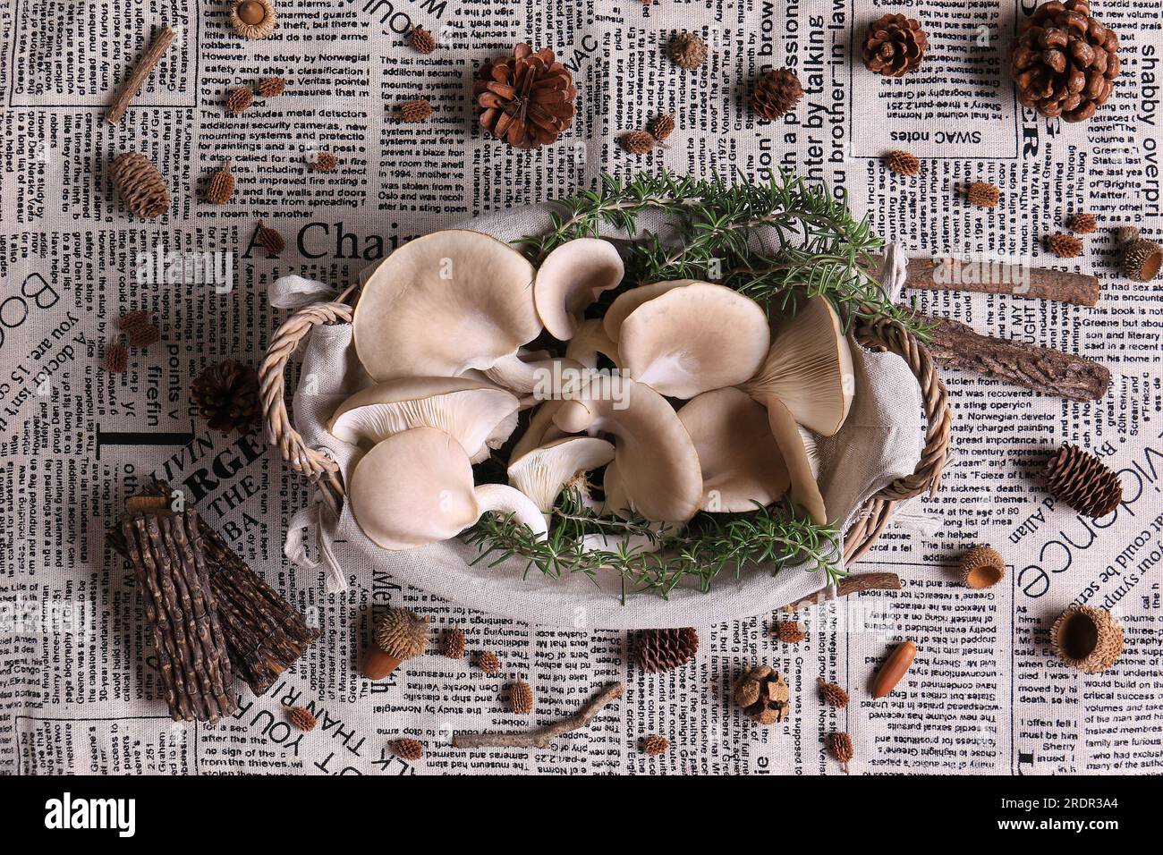 Funghi di ostrica appena raccolti in un cestino. Foto Stock
