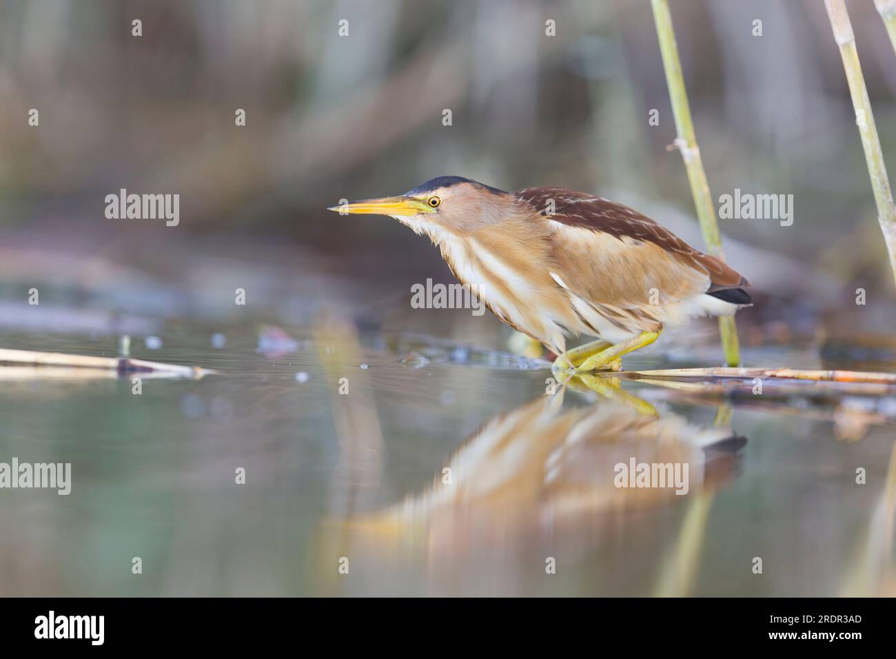 Little Bittern Ixobrychus minutus, femmina adulta in piedi a bordo di canne, Toledo, Spagna, luglio Foto Stock