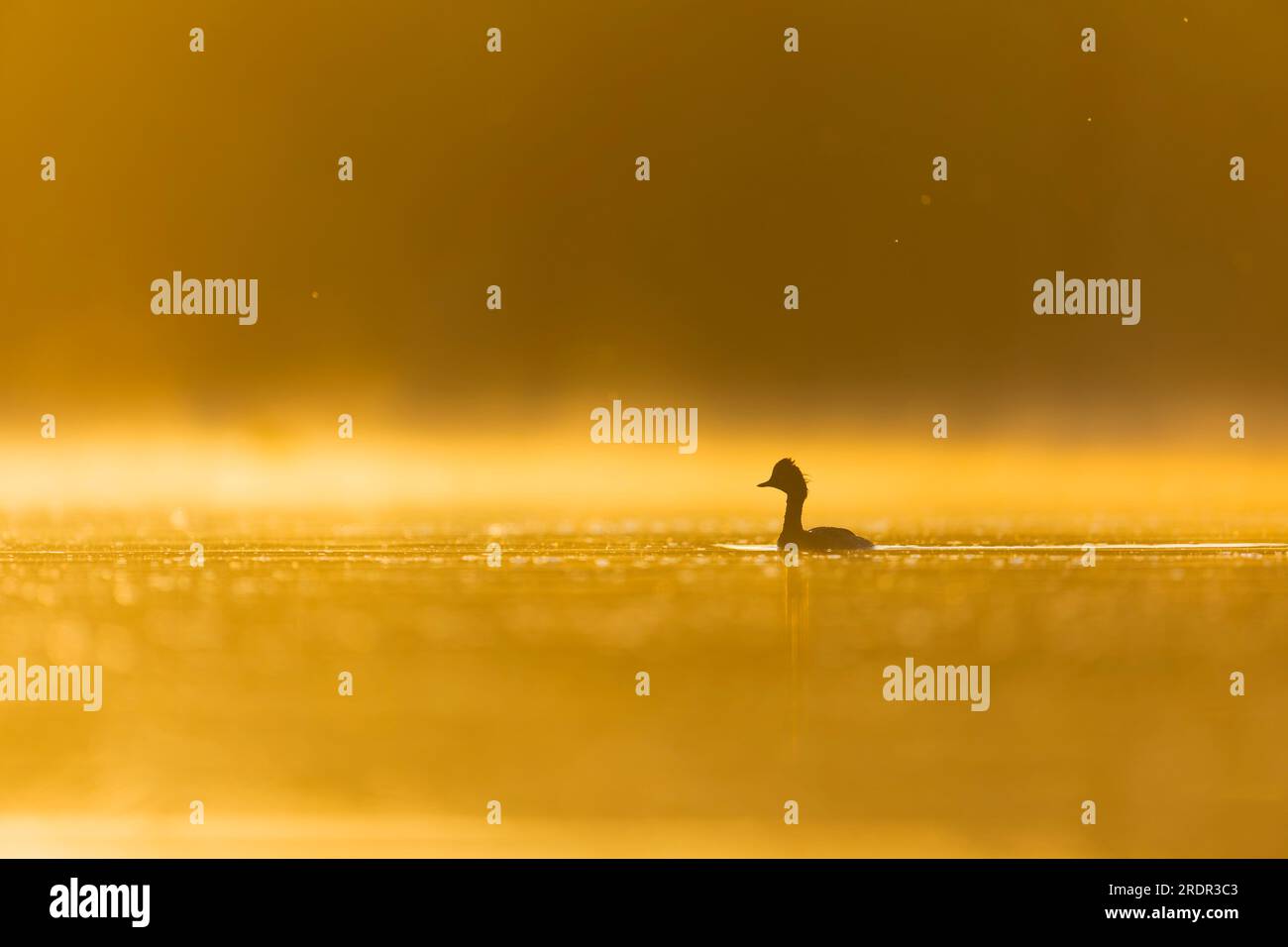 Grebe dal collo nero Podiceps nigricollis, piumaggio da riproduzione adulto che nuota all'alba, Toledo, Spagna, luglio Foto Stock