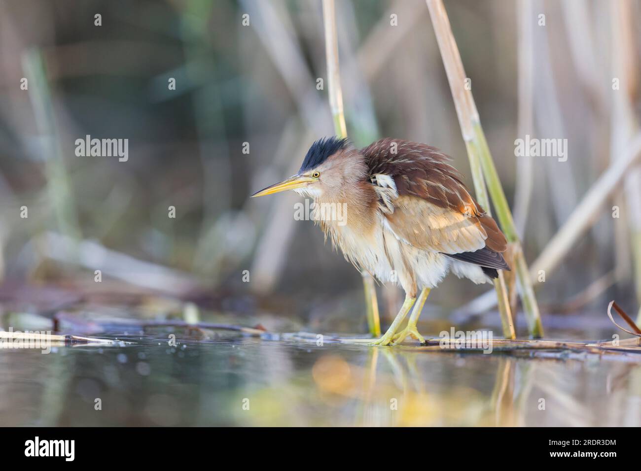 Little Bittern Ixobrychus minutus, femmina adulta in piedi a bordo di canne, Toledo, Spagna, luglio Foto Stock