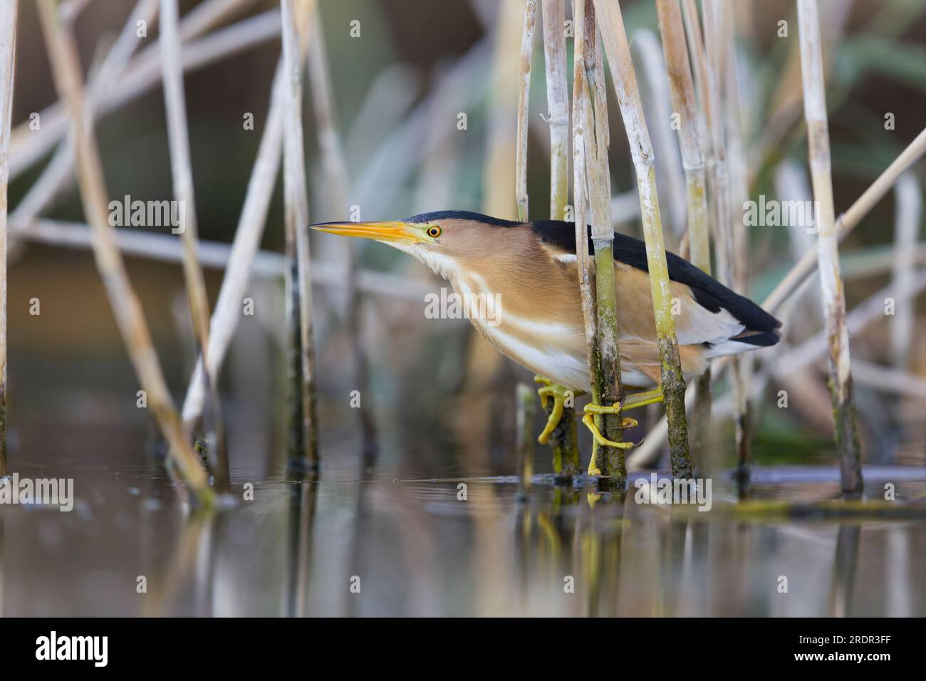 Piccolo amaro Ixobrychus minutus, maschio adulto arroccato su canne, Toledo, Spagna, luglio Foto Stock