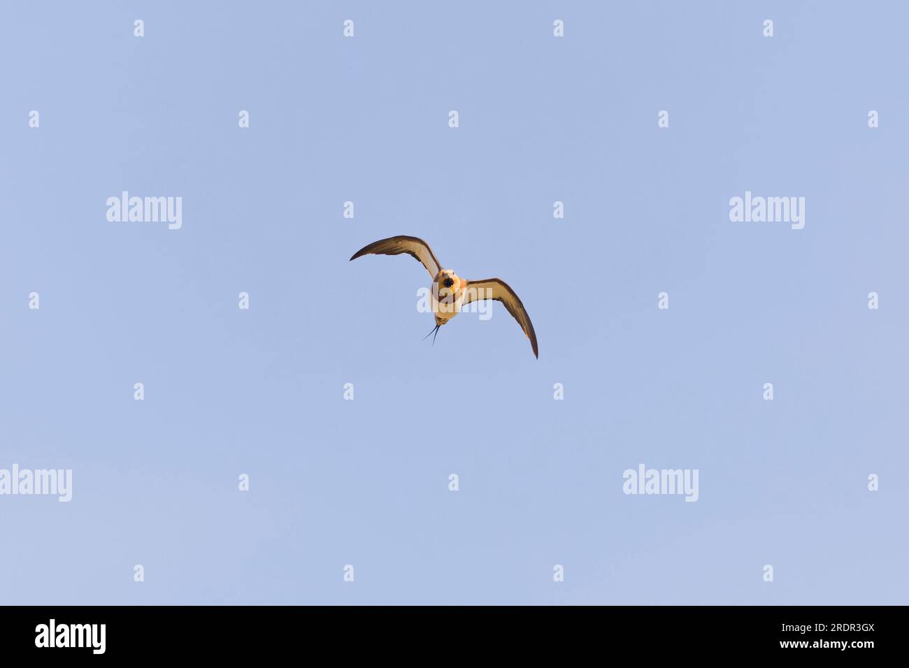 Pterocles alchata, maschio adulto che vola, Toledo, Spagna, luglio Foto Stock