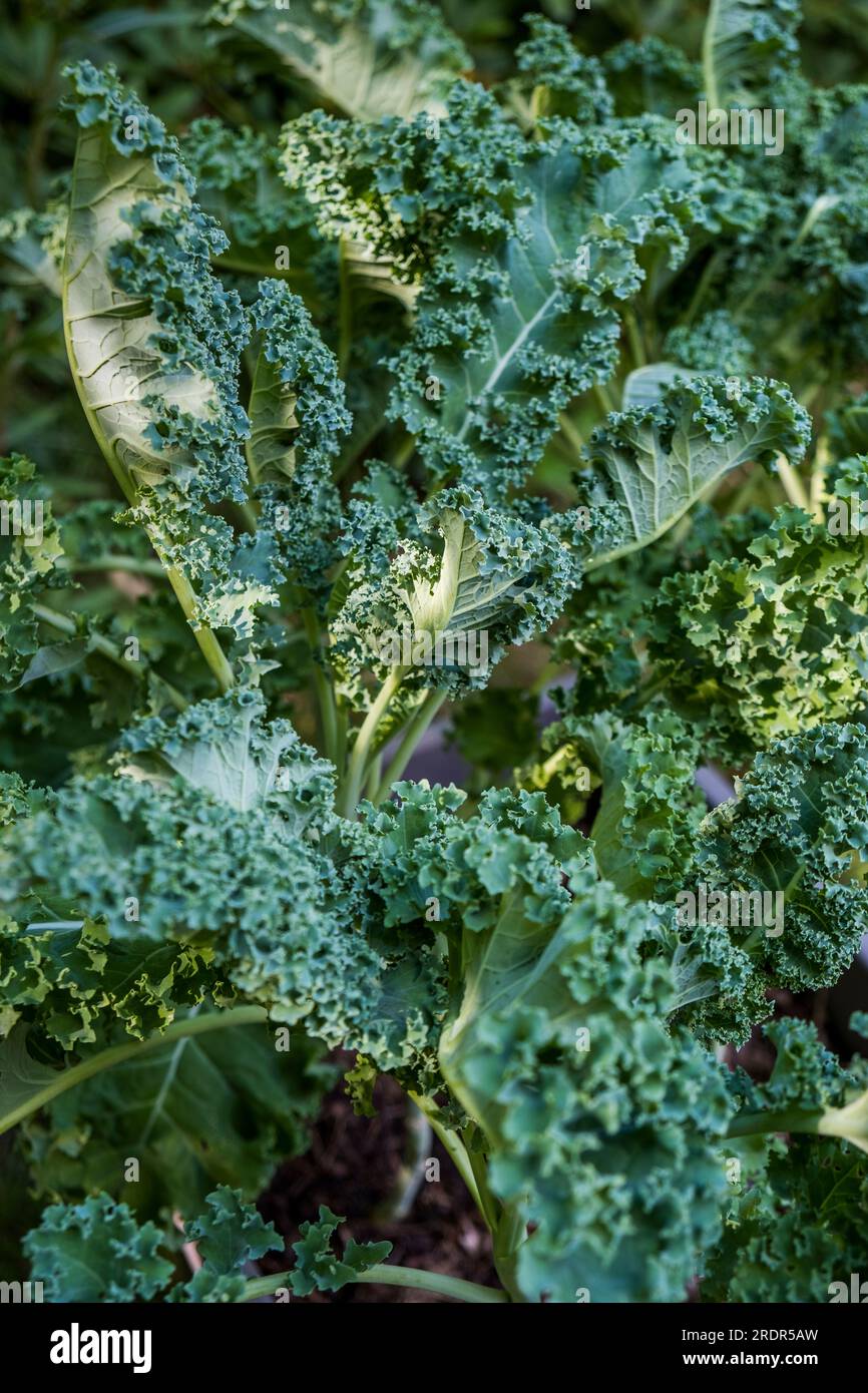 Bellissime foglie di cavolo riccio verde in un orto Foto Stock
