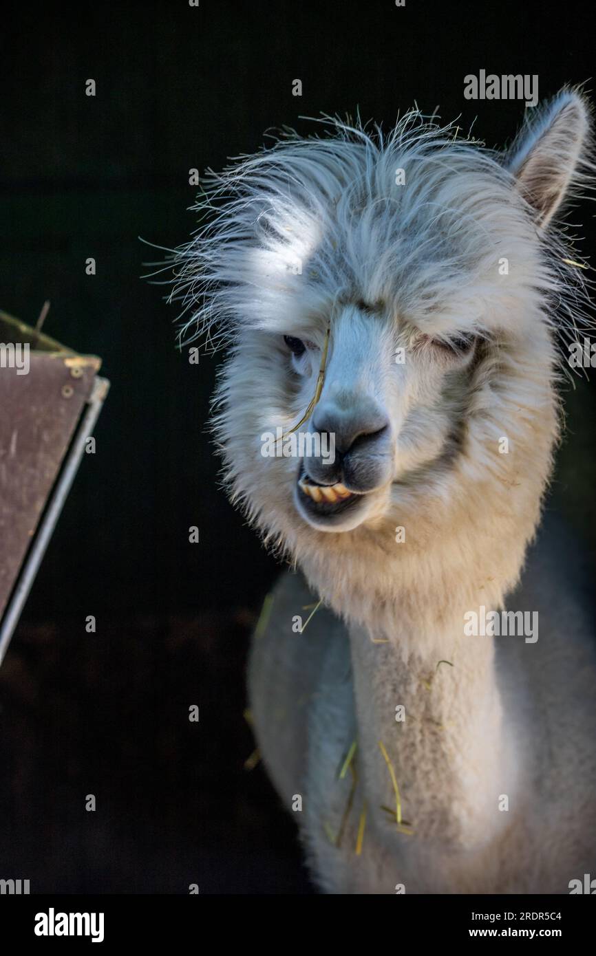 Che grande alpaca, simpatico piccolo animale fotografato in Ungheria, piccolo alpaca Foto Stock