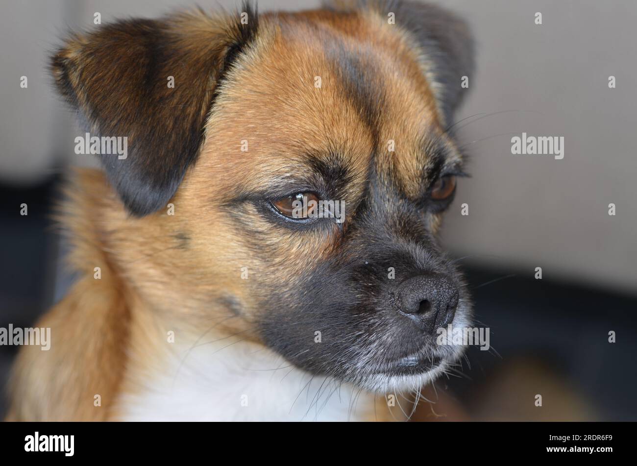 Ritratto di una pugile, un incrocio tra un pug e un beagle Foto Stock