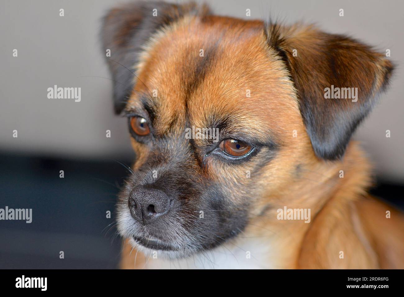 Ritratto di una pugile, un incrocio tra un pug e un beagle Foto Stock