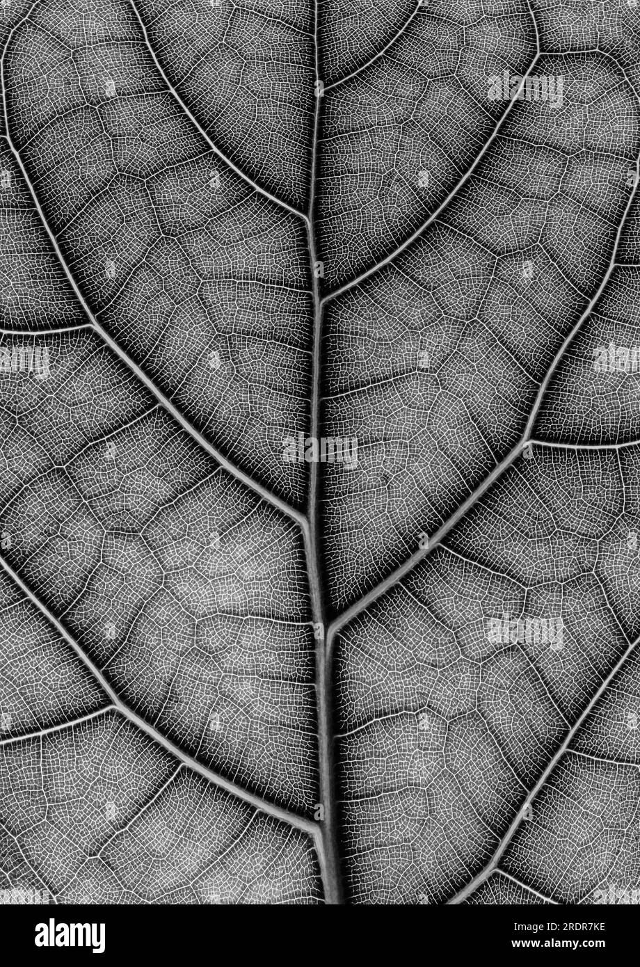 Primo piano sulla texture delle vene a foglia verde retroilluminata Foto Stock