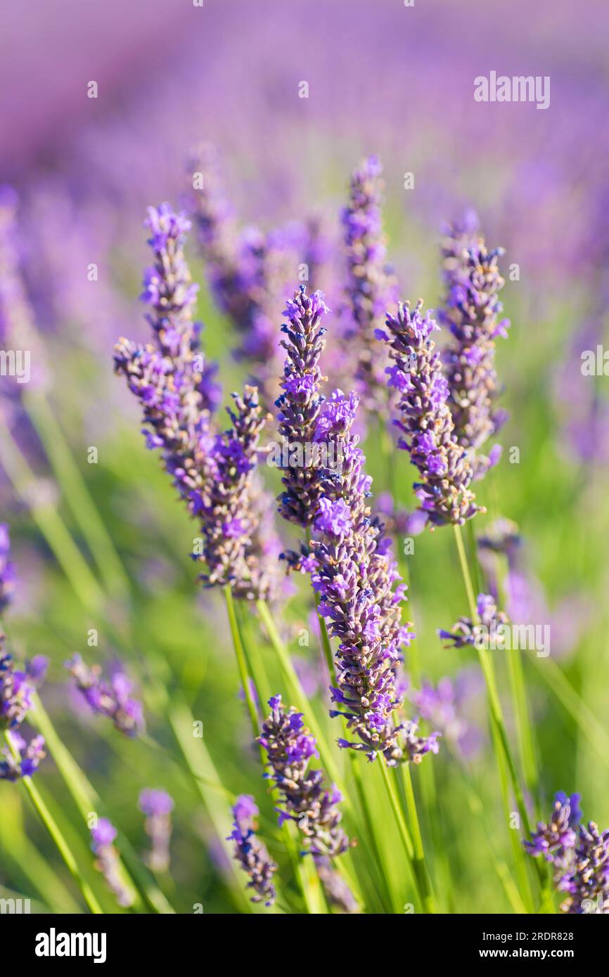 Campo di lavanda fiorita in estate al sole Foto Stock