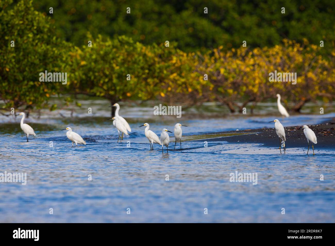 Egrets innevate, Egretta thula, su una spiaggia nel parco nazionale dell'isola di Coiba, costa del Pacifico, provincia del Veraguas, Repubblica di Panama, America centrale. Foto Stock
