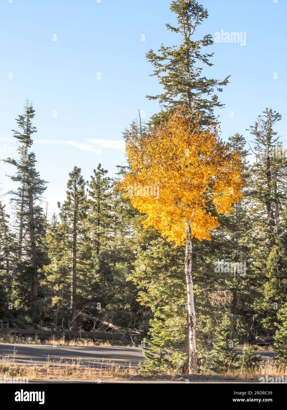Un unico piccolo clone di Aspen dorato, Populus Tremuloides, in una pineta nelle alte foreste alpine del parco nazionale del Bryce Canyon Foto Stock