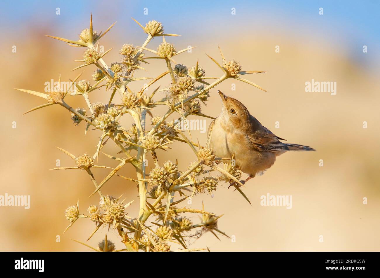 In Natura Lo Fanno Uccelli E Insetti Uccello che si nutre di insetti immagini e fotografie stock ad alta