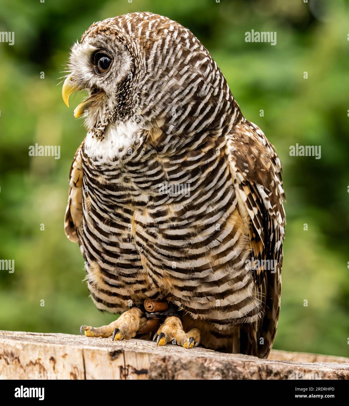 Ritratto Captive Chaco Owl Foto Stock