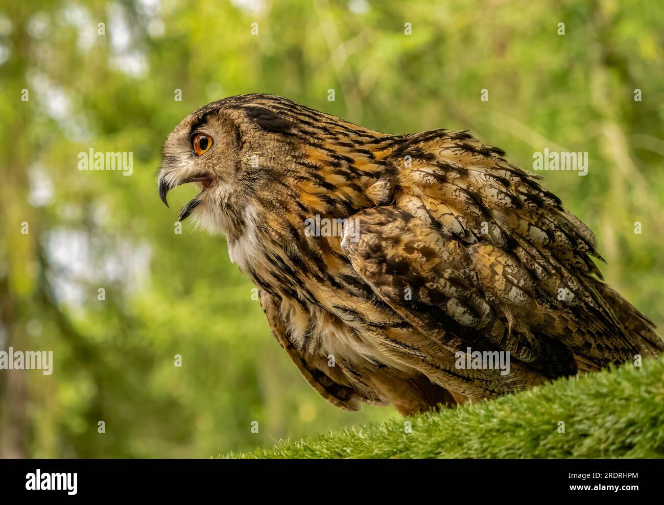 Gufo reale ritratto Foto Stock