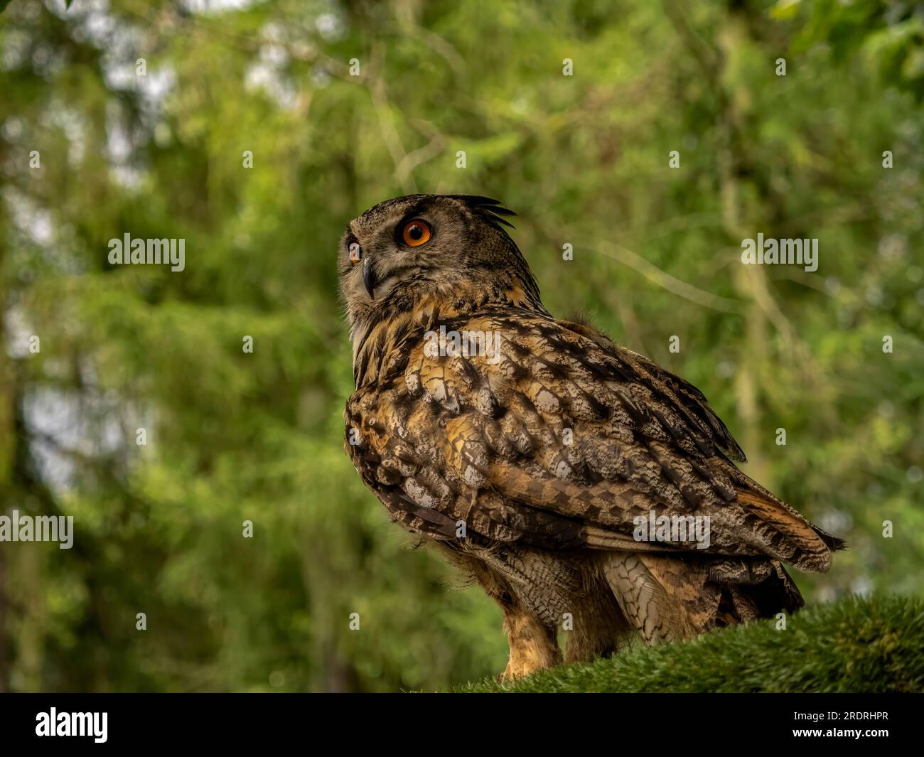 Gufo reale ritratto Foto Stock
