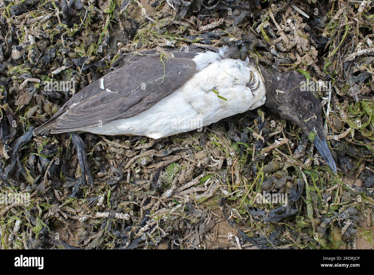 Dead Common Guillemot (Uria aalge), uno dei tanti lavati sulla spiaggia di Ainsdale, Sefton Coast Regno Unito a causa dell'influenza aviaria Foto Stock