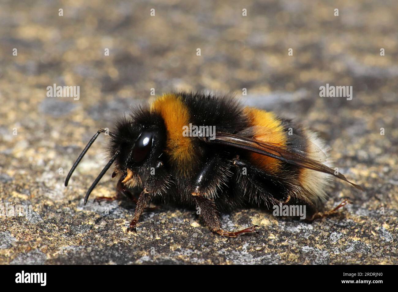 Buff-tailed bumblebee (Bombus terrestris) Foto Stock