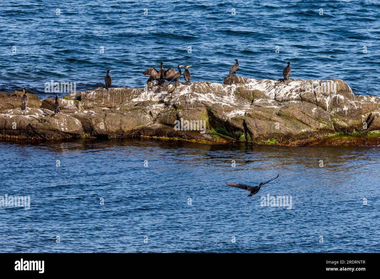 Riposano cormorani e gabbiani sulle rocce, Mar Nero. Regione di Burgas, Bulgaria. Foto Stock