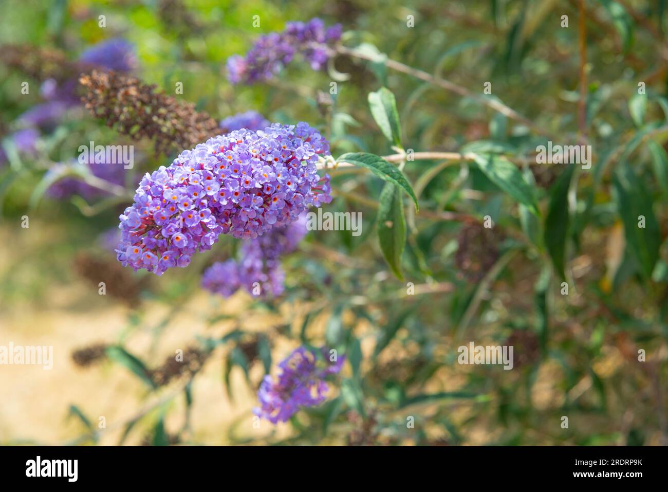 Fiore di Mauve. Foto Stock