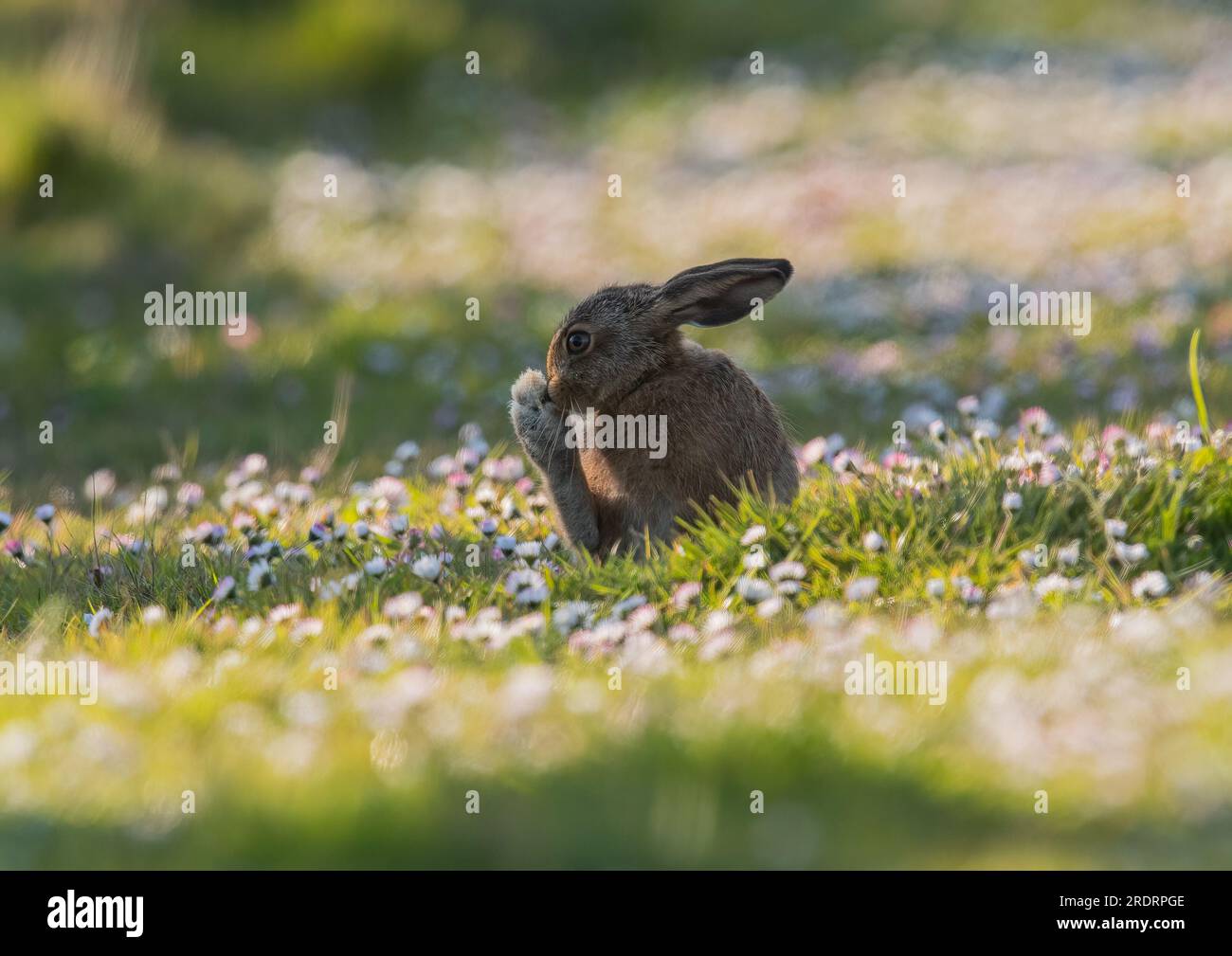 Piede grosso. Un giovane Brown Hare Leveret seduto tra le margherite mentre... lavarlo è un piede enorme. Suffolk, Regno Unito. Foto Stock