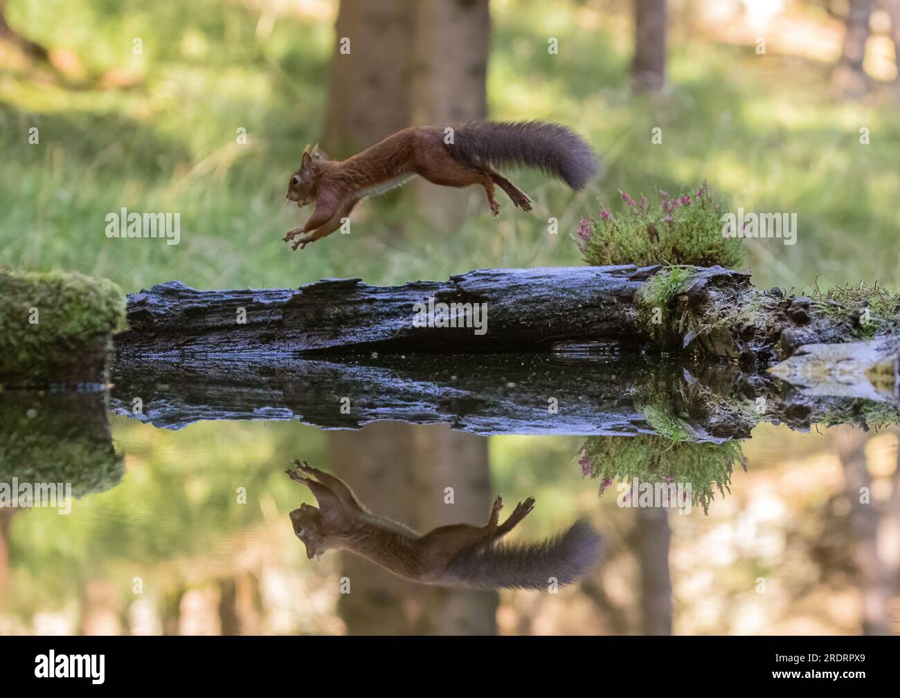 Uno scoiattolo rosso raro ( Sciurus vulgaris ) sorpreso a saltare in aria lungo un tronco di mossy . Un'immagine speculare viene riflessa nell'acqua sottostante. Yorkshire, Regno Unito. Foto Stock