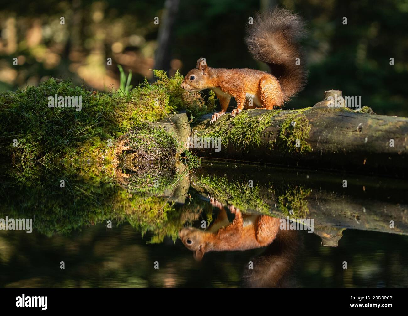 Uno scoiattolo rosso raro ( Sciurus vulgaris) su un tronco di muschio evidenziato dal sole del mattino. Un'immagine speculare viene riflessa nell'acqua sottostante. Yorkshire, Regno Unito. Foto Stock