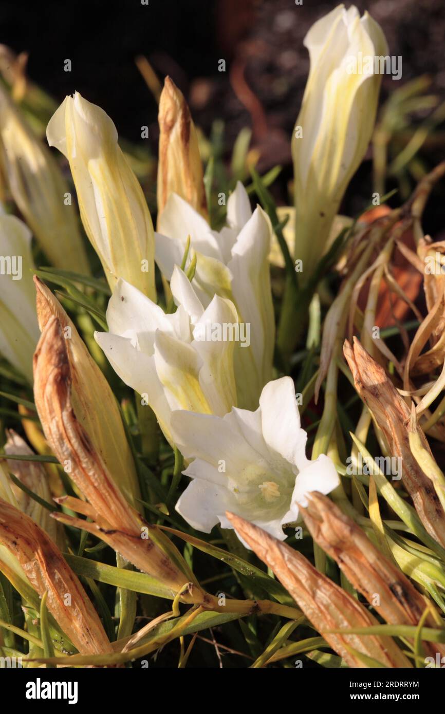 Sino-ornata 'sogno bianco' - Cinese Autunno Genziano (Gentiana) Foto Stock