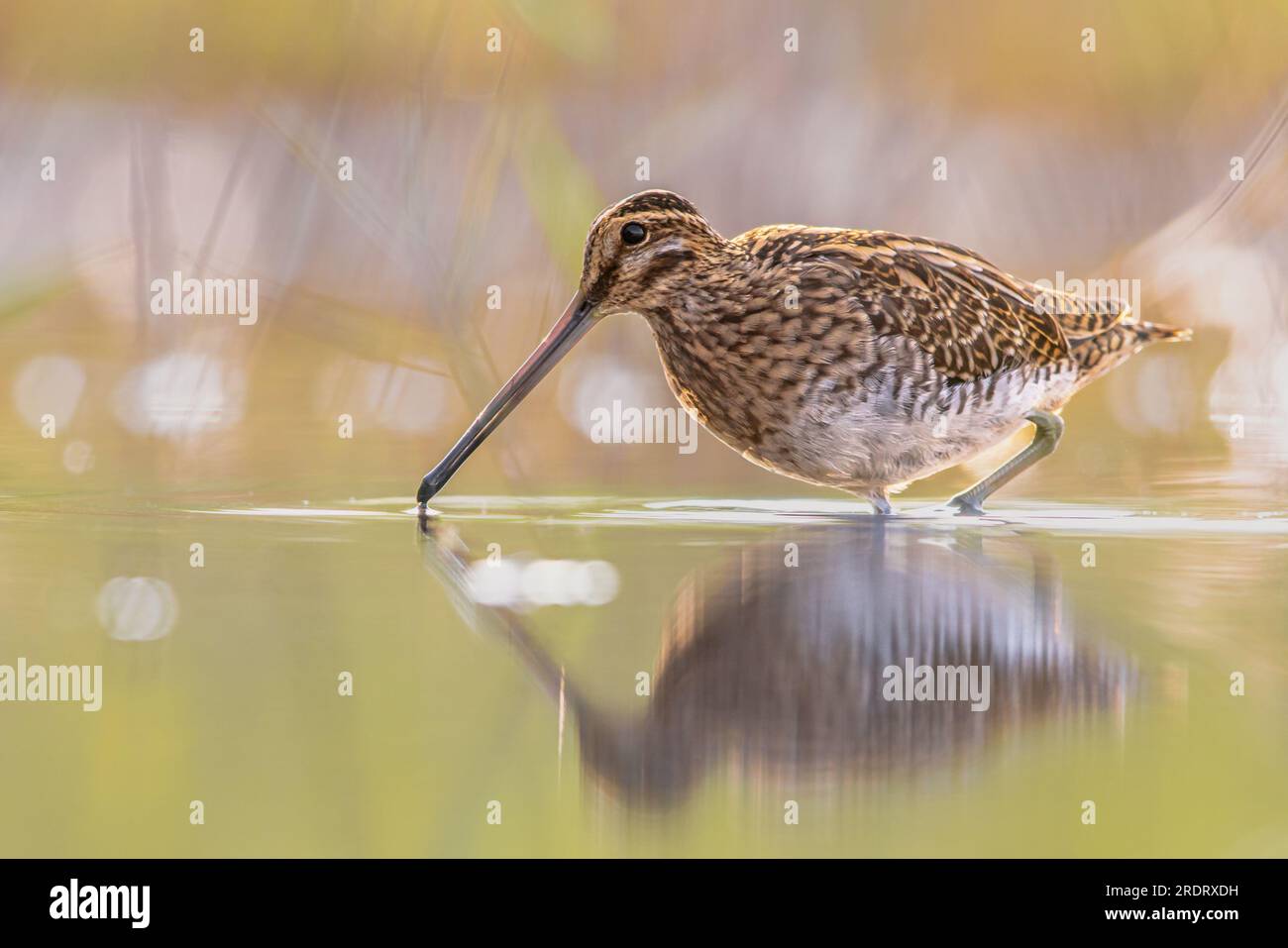 Lo snipe comune (Gallinago gallinago) è un piccolo uccello stocky wader nativo del Vecchio mondo. Gli habitat di allevamento sono paludi, paludi, tundra e prati umidi Foto Stock