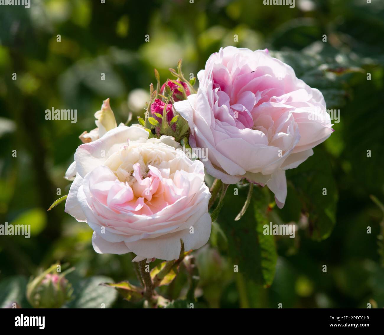 Rosa Belle Isis Foto Stock