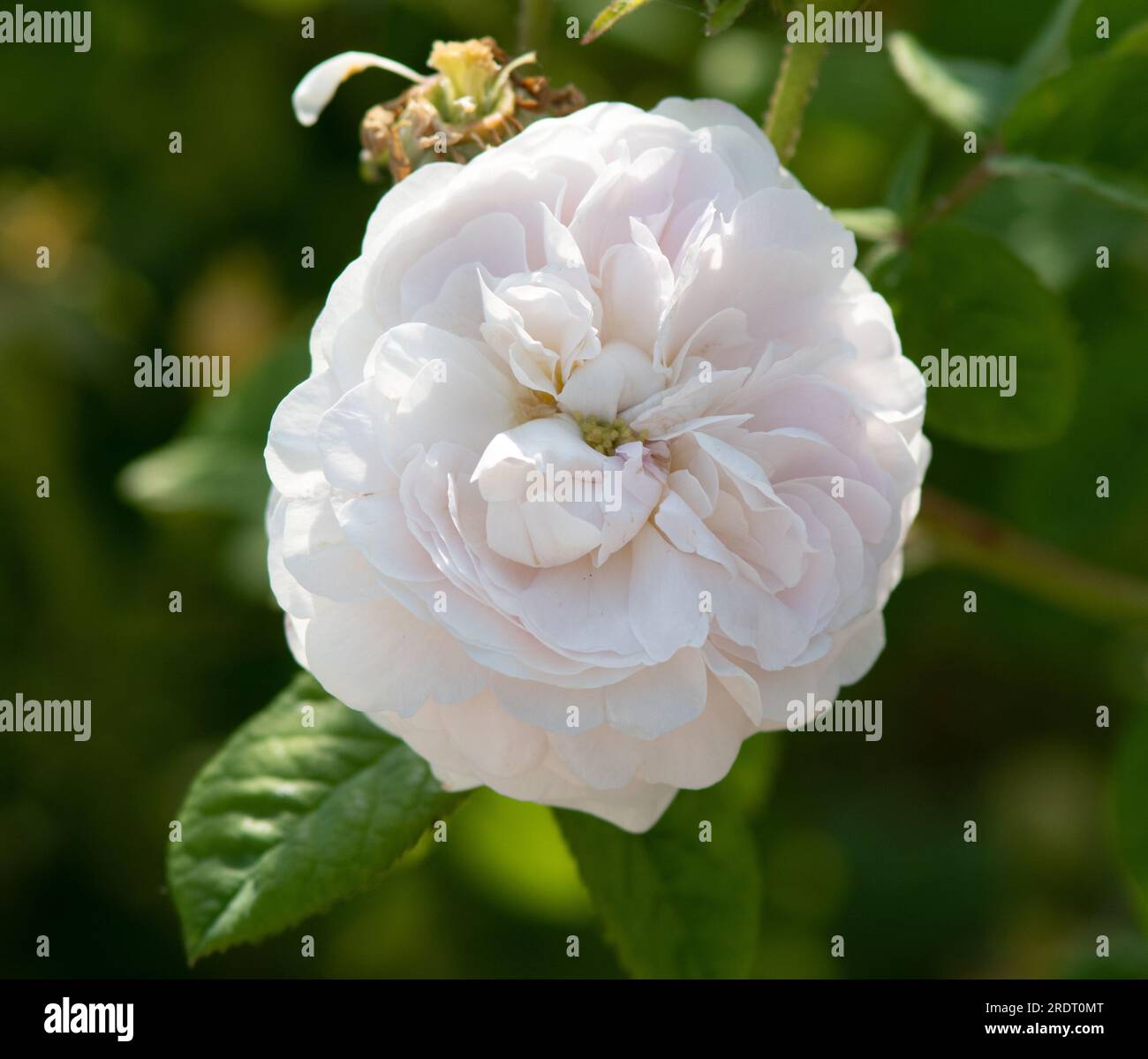 Rosa Duchesse de Montebello Foto Stock