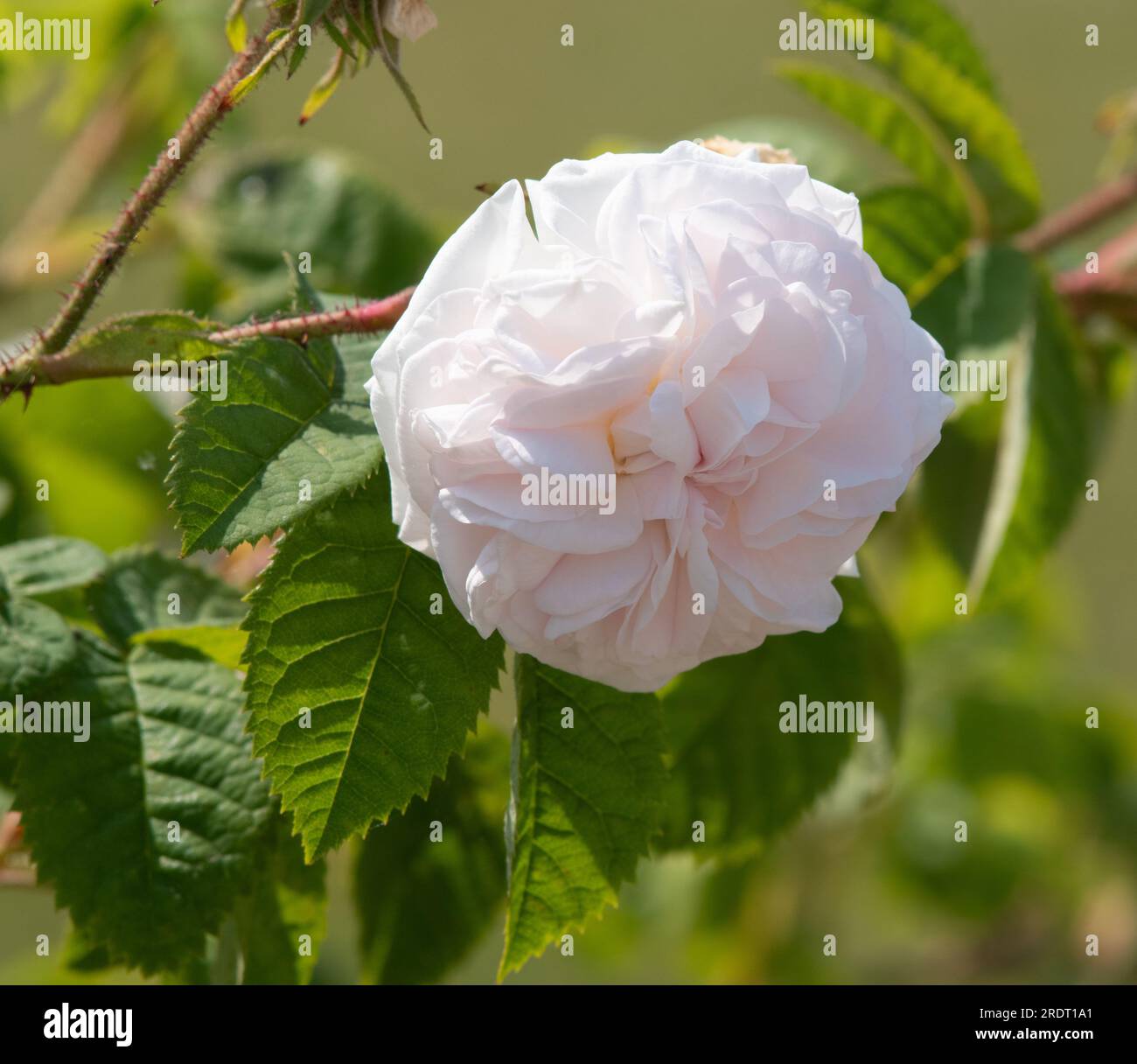 Rosa Alba Cuisse de Nymphe Foto Stock