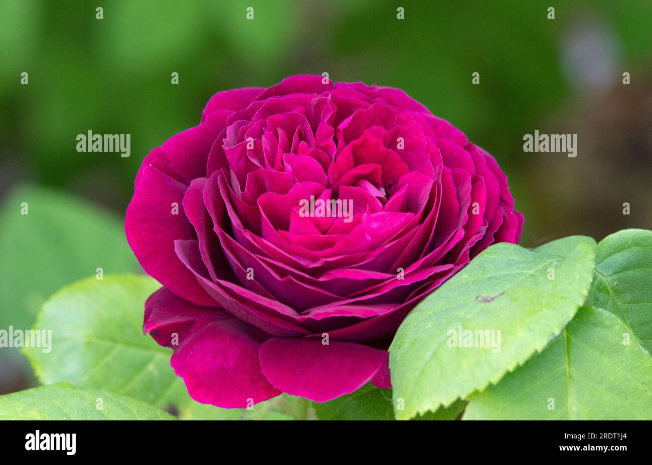 ROSA "souvenir du Docteur Jamain" Foto Stock